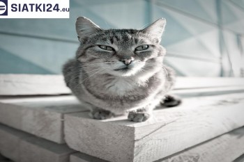 Siatki Głogów - Siatka na balkony dla kota i zabezpieczenie dzieci dla terenów Głogowa